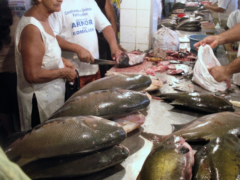 Fischmarkt Manaus: Der Fischmarkt in Manaus ist hoch interessant, hier sieht man die Süsswasserfische des Amazonas.