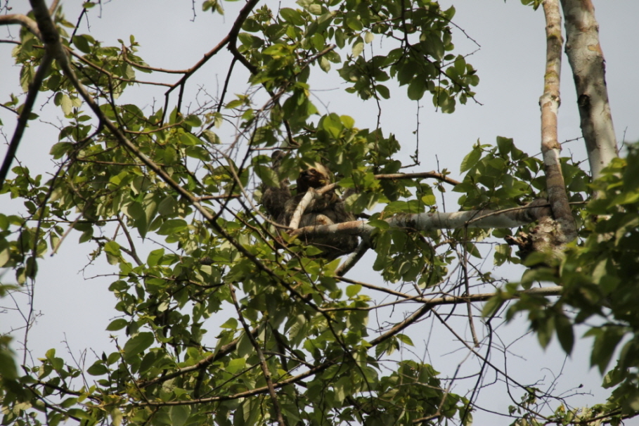 Amazonas Faultier: Die Faultiere (Folivora, auch Tardigrada oder Phyllophaga) bilden eine Unterordnung der zahnarmen Säugetiere (Pilosa) und sind mit den Ameisenbären und den Gürteltieren verwandt (Nebengelenktiere). Es sind sechs rezente Arten bekannt, d“