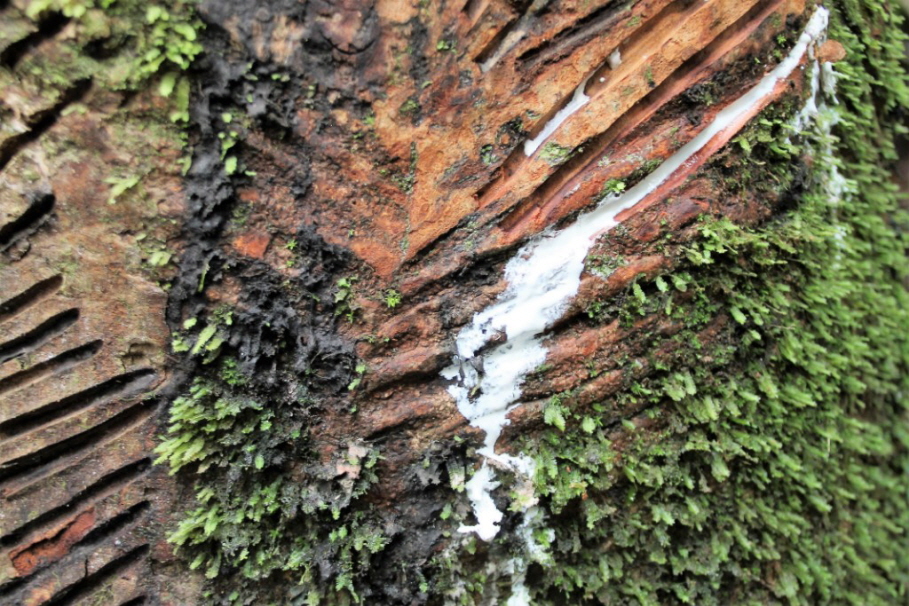 Amazonas Naturkautschuk: Naturkautschuk oder Kautschuk (indian. cao ‚Baum‘ und ochu ‚Träne‘; zusammen ‚Träne des Baumes‘) besteht hauptsächlich aus dem Polymer cis-1,4-Polyisopren. Er dient hauptsächlich der Herstellung von Gummi (Elastomere) mittels VulkË