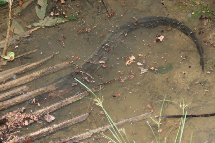 Amazonas Zitteraal: Der Zitteraal (Electrophorus electricus) ist eine ungewöhnliche Art der Neuwelt-Messerfische, der in der Lage ist, Stromstöße zu erzeugen. Diese können sowohl zur Jagd als auch zur Verteidigung eingesetzt werden. Er lebt in schlammigen