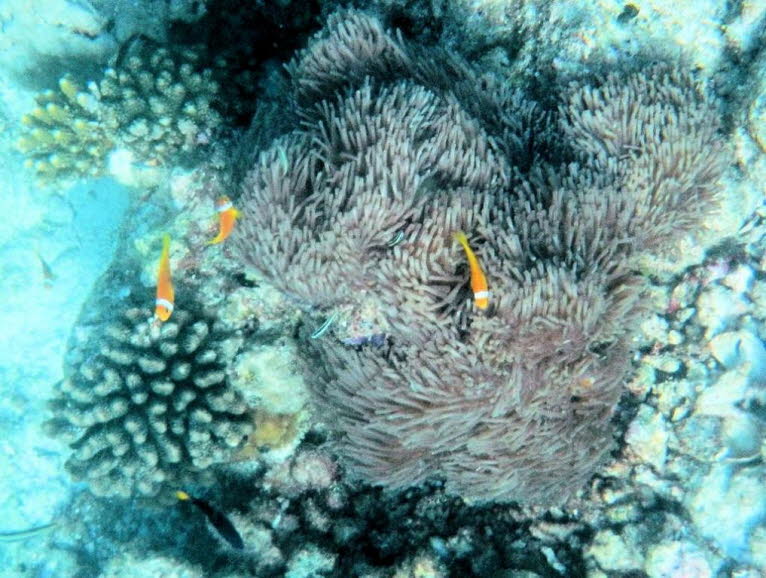 Anemonenfische