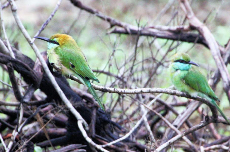 Das abgebildete Tier ist ein Asiatischer Grünspint (Merops orientalis), auch bekannt als Kleiner Grünspint. Es handelt sich um einen schlanken, farbenfrohen Vogel aus der Familie der Bienenfresser. Hier sind einige wesentliche Informationen über diese Art