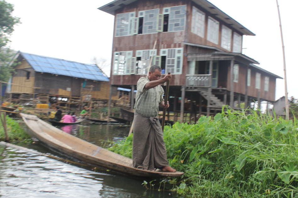 Im Inle-See und den umgebenden Sümpfen kommen 16 bis 31 endemische Fische vor, darunter die Karpfenfische Danio erythromicron, Devario auropurpureus, Devario jayarami , Microrasbora rubescens, die Nacktlaube (Sawbwa resplendens) und der Schlangenkopffisch