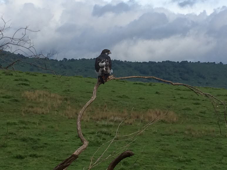 Augurbussard (Tansania Serengeti 2016):  Der Augurbussard (Buteo augur) gehrt zur Familie der Habichtartigen. Er kommt im uersten Norden Sdafrikas, in der Mitte und im Nordwesten Namibias (insbesondere im Khomashochland, Erongogebirge, Damaraland und 
