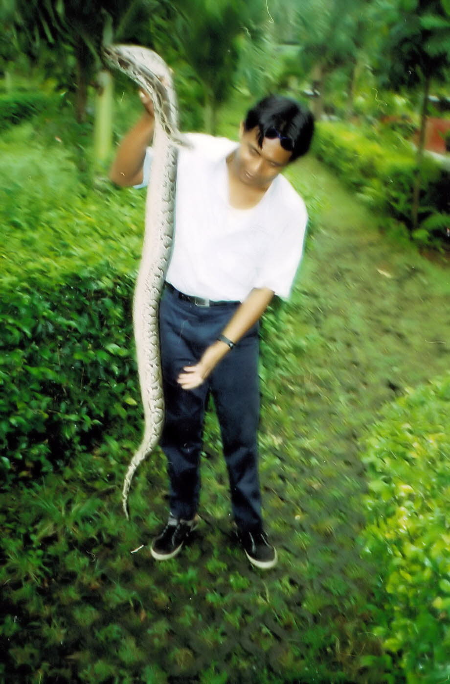 Pythonschlange auf Bali 