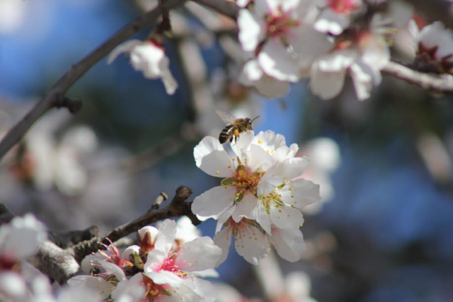 Biene und Mandelblüte