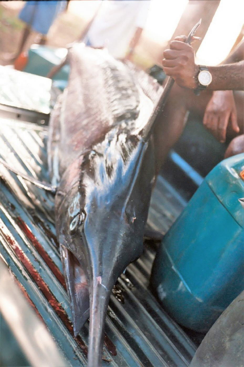 Ein Blauer Marlin wird auf einen Pickup verladen - Erhaltung: Der Blaue Marlin steht unter starkem Druck der Langleinenfischerei. Allein in der Karibik fangen japanische und kubanische Fischer jährlich über tausend Tonnen. Der Blaue Marlin wird von der In
