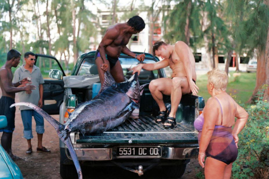 Ein Blauer Marlin wird auf einen Pickup verladen - In der Populärkultur: Sowohl Zane Grey als auch Ernest Hemingway, der vor den Florida Keys, den Bahamas und vor allem in Kuba nach blauem Marlin fischte, schrieben ausführlich über ihre Verfolgung. In Hem
