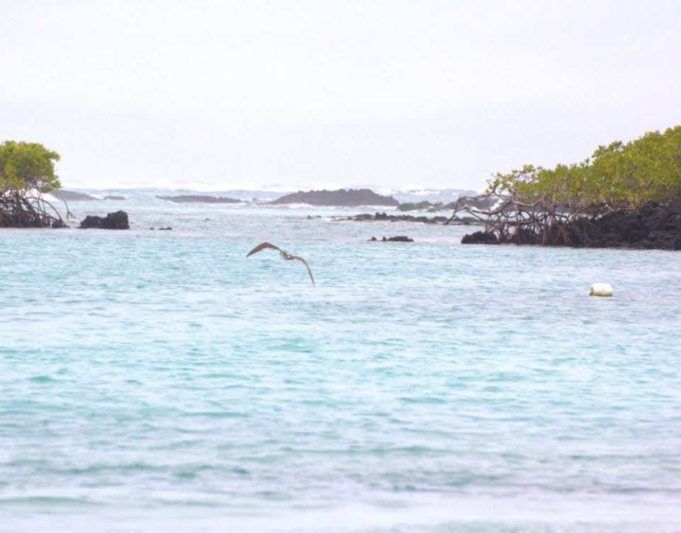 Bestand: Die Sorge vor einem Rückgang des Bestandes auf den Galapagos-Inseln löste ein Forschungsprojekt in dieser Sache aus. Das Ergebnis des  im April 2014 abgeschlossenen Projektes bestätigte den Bestandsrückgang.  Der  Blaufußtölpel scheint Probleme b