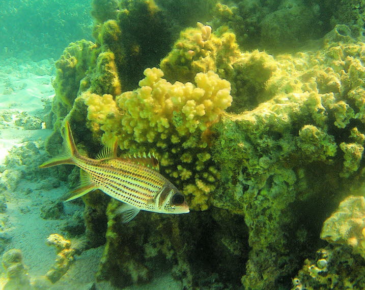 Blotcheye Soldatenfisch: Der Blotcheye-Soldatenfisch ist auch bekannt als Roter Soldatenfisch, Pinecone Soldatenfisch oder Crimson Soldatenfisch. Sie sind eng mit den Totenkopffischen und unterscheiden sich dadurch, dass sie keine scharfen Stacheln auf de