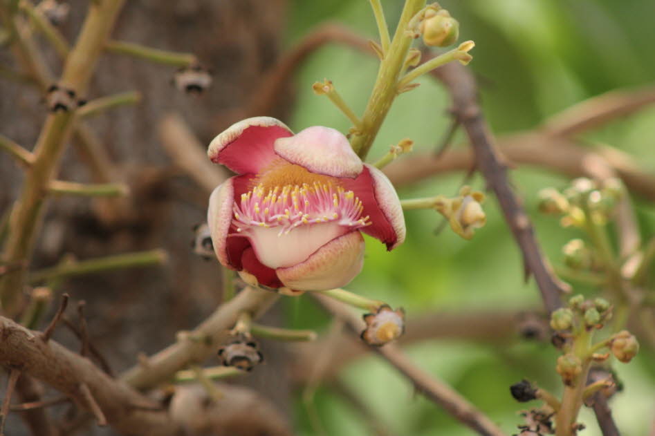 Blüte am Baum Bagan