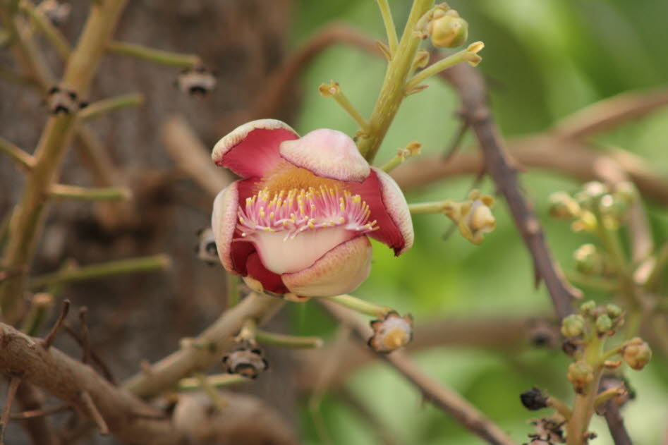 Blüte des roten Seidenbaumwollbaums: Der Seidenbaumwollbaum ist eine Art Baumwollbaum mit großen roten Blüten. Der Gattungsname Salmalia leitet sich vom Sanskrit-Namen shaalmali ab. Seidenbaumwollbäume umfassen acht Arten der Gattung Bombax, die in Indien