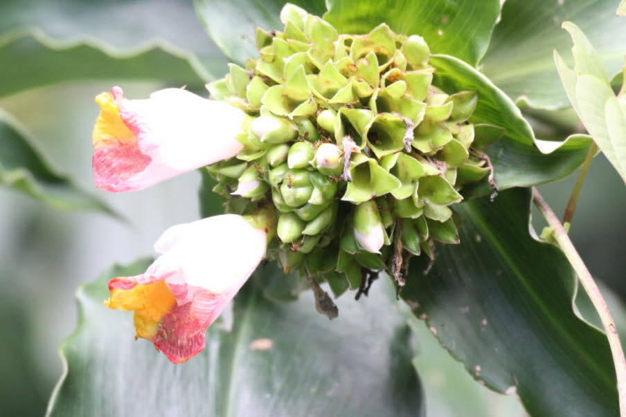 Es gibt etwa 15.000 Arten von blühenden Pflanzen mit 3.000 Baumarten , 221 Arten von Landsäugetieren und 420 Arten von ansässigen Vögeln in Borneo. Auf Borneo gibt es etwa 440 Süßwasserfischarten (etwa so viele wie auf Sumatra und Java zusammen). Costus '