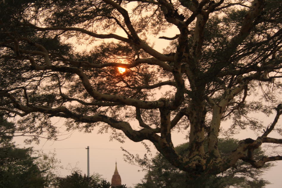 Bohdibaum in Bagan: Bodhi-Baum, auch Bo-Baum genannt, ist nach buddhistischer Tradition die spezifische heilige Feige (Ficus religiosa), unter der der Buddha saß, als er in Bodh Gaya in Bihar, Indien, die Erleuchtung (Bodhi) erlangte. Der Mahabodhi-Tempel