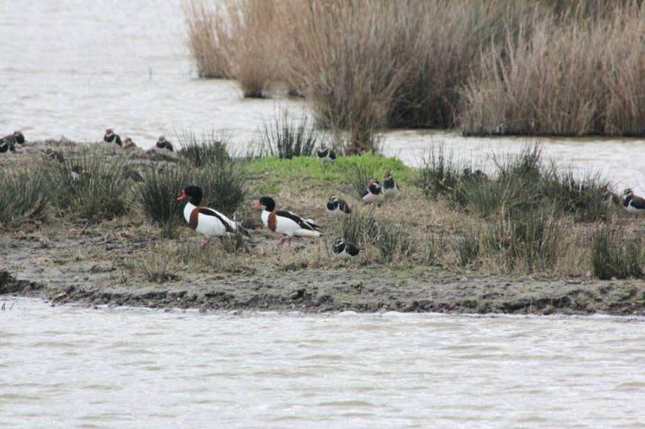 Brandgänse und Kiebitze im Feuchtgebiet s'Albufera an der Ostküste von Mallorca