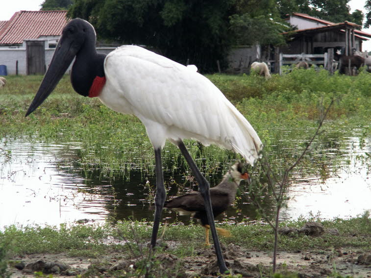 Brasilien  Pantanal: Der Tuiuiú-Storch ist das Wappentier des Pantanal. Er kommt von Mexiko bis Argentinien vor. 2016 wurde der  Jabiru von der IUCN als „nicht gefährdet“ eingestuft.