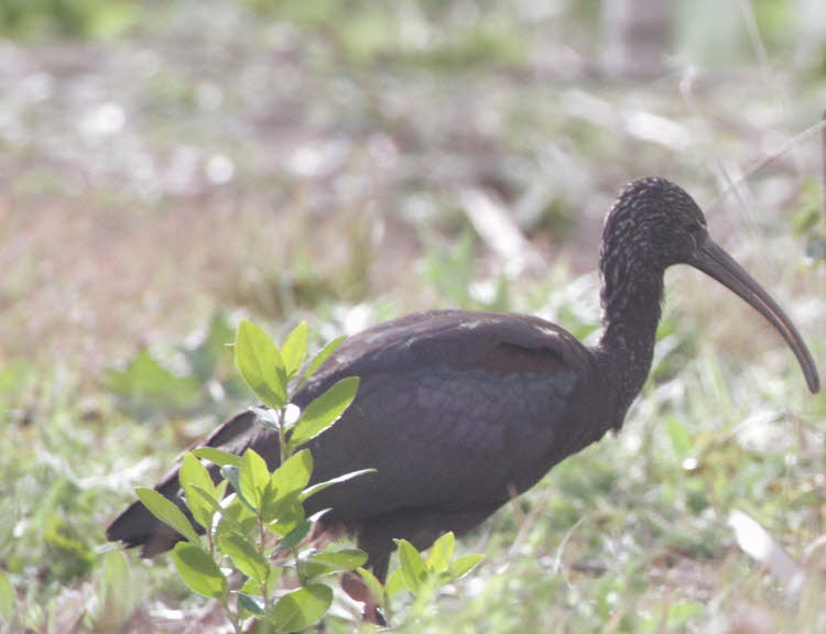 Brauner Löffler hier im  Parc natural de s’Albufera de Mallorca: Der Braune Sichler hat 2016 erstmals im Feuchtgebiet s'Albufera an der Ostküste von Mallorca gebrütet.