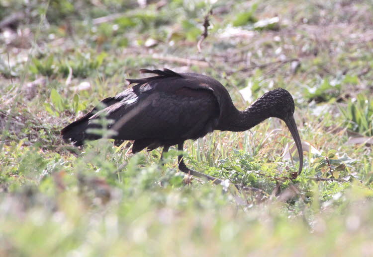 Brauner Löffler hier im  Parc natural de s’Albufera de Mallorca: Aus der Ferne sehen Braune Sichler gleichmäßig dunkel aus, aber ein genauer Blick bei gutem Licht zeigt atemberaubende Farben: tiefes Kastanienbraun, Smaragd, Bronze und Violett. Dieser lang