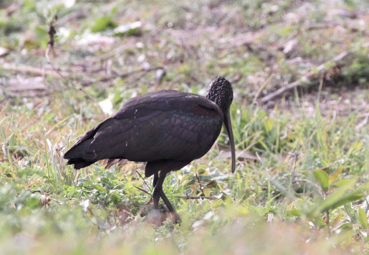 Brauner Löffler hier im  Parc natural de s’Albufera de Mallorca: Schwärme von Braunen Sichlern suchen ziemlich dicht beieinander nach Nahrung und bewegen sich langsam voran, während sie ein schlammiges Gebiet erkunden. Diese Aktivität zieht oft Schneereih