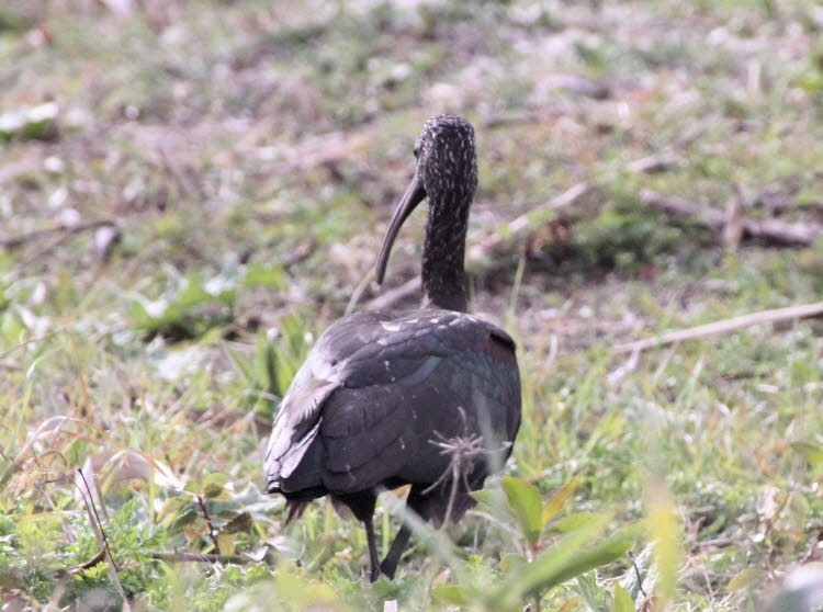 Brauner Löffler hier im  Parc natural de s’Albufera de Mallorca: Braune Sichler nisten in Kolonien, oft zusammen mit anderen Ibis-, Reiher-, Reiher- oder Löfflerarten. Koloniale Nester haben den Vorteil, dass viele zusätzliche Augenpaare nach Raubtieren A