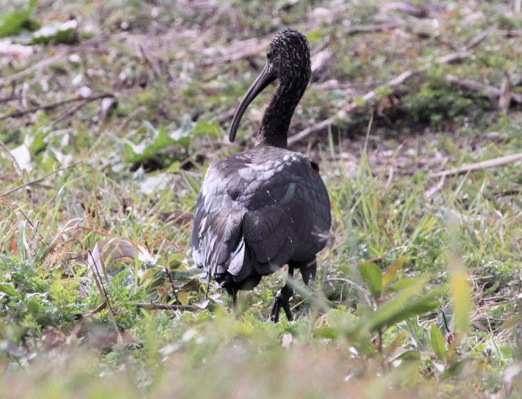 Brauner Löffler hier im  Parc natural de s’Albufera de Mallorca: Braune Sichler ist eine kosmopolitische Art, die auch in Europa, Asien und Afrika vorkommt. In den letzten Jahrzehnten ist die Bevölkerung in Spanien schnell gewachsen, wahrscheinlich unters