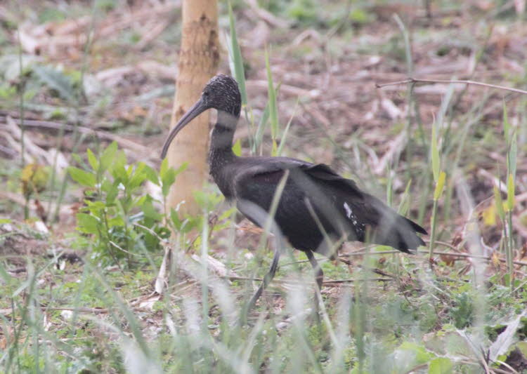 Brauner Löffler hier im  Parc natural de s’Albufera de Mallorca : Der älteste nachgewiesene Braune Sichler war mindestens 21 Jahre alt und lebte zwischen 1971 und 1992 in Virginia.