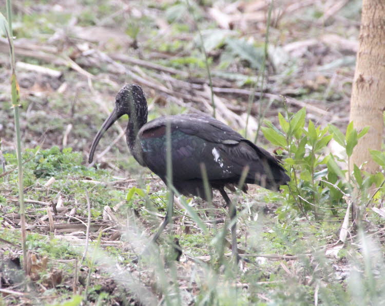 Brauner Löffler hier im  Parc natural de s’Albufera de Mallorca:Suchen Sie in flachen Süßwasser-Feuchtgebieten sowie in Brack- und Salzwasser-Feuchtgebieten, Mangroven und Reisfeldern nach Braunen Sichlern. Über einen Großteil seines Verbreitungsgebiets k