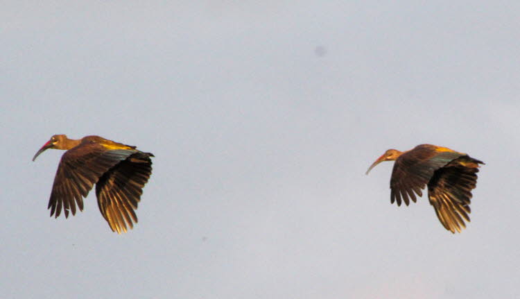 Brillensichler im Chobe Nationalpark in Botswana 