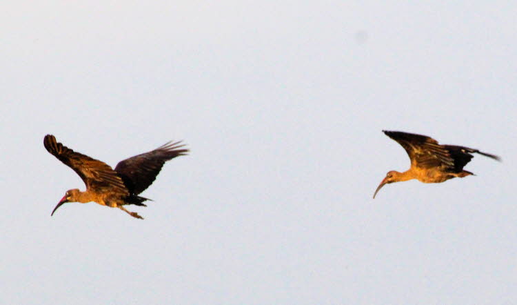 Brillensichler im Chobe Nationalpark Botswana