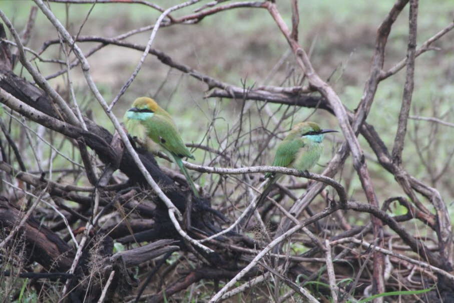 Bronzescheitel-Smaragdspint 