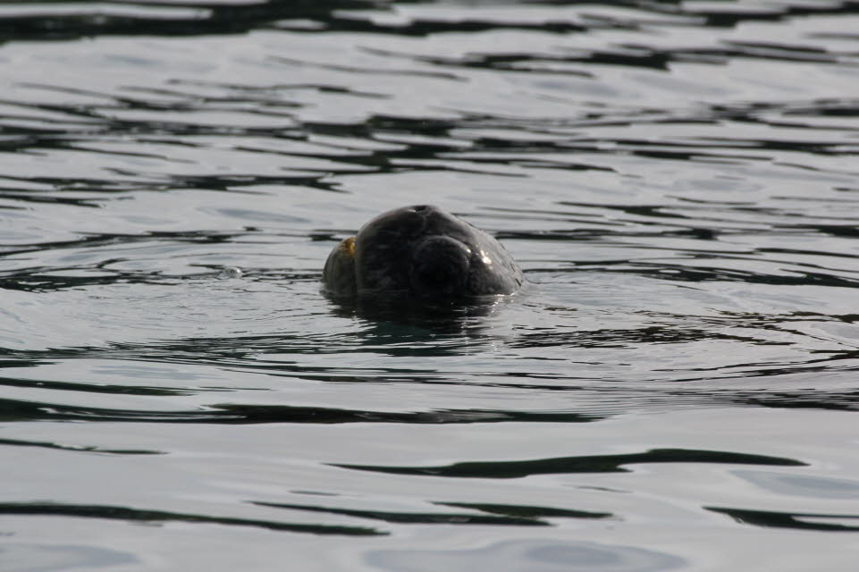 Schildkröte Isabela Island Galapagos