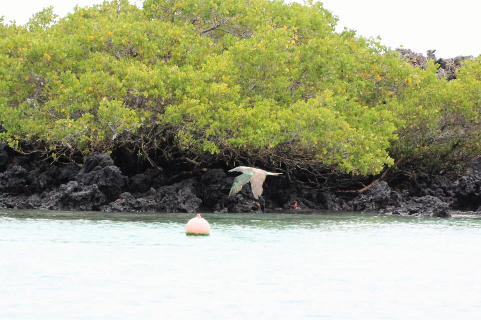 Blaufußtöpel  Isabela Island Galapagos