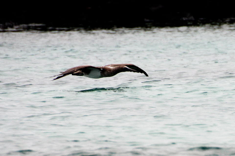 Blaufußtölpel  Isabela Island Galapagos