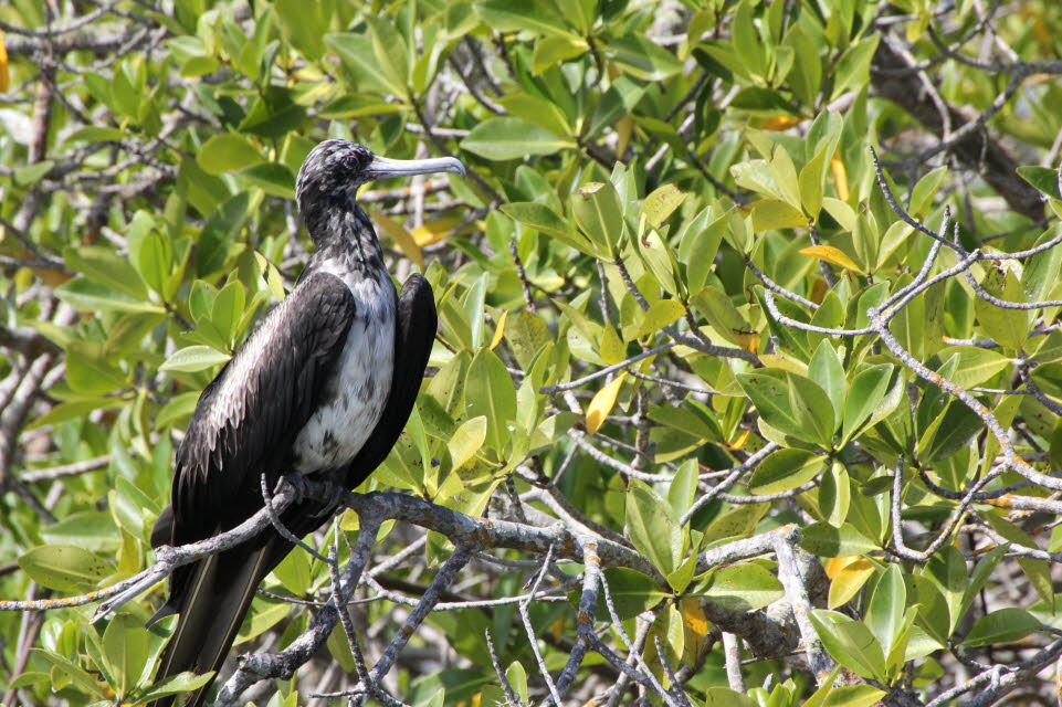 Fregattvogel Isabela Island Galapagos