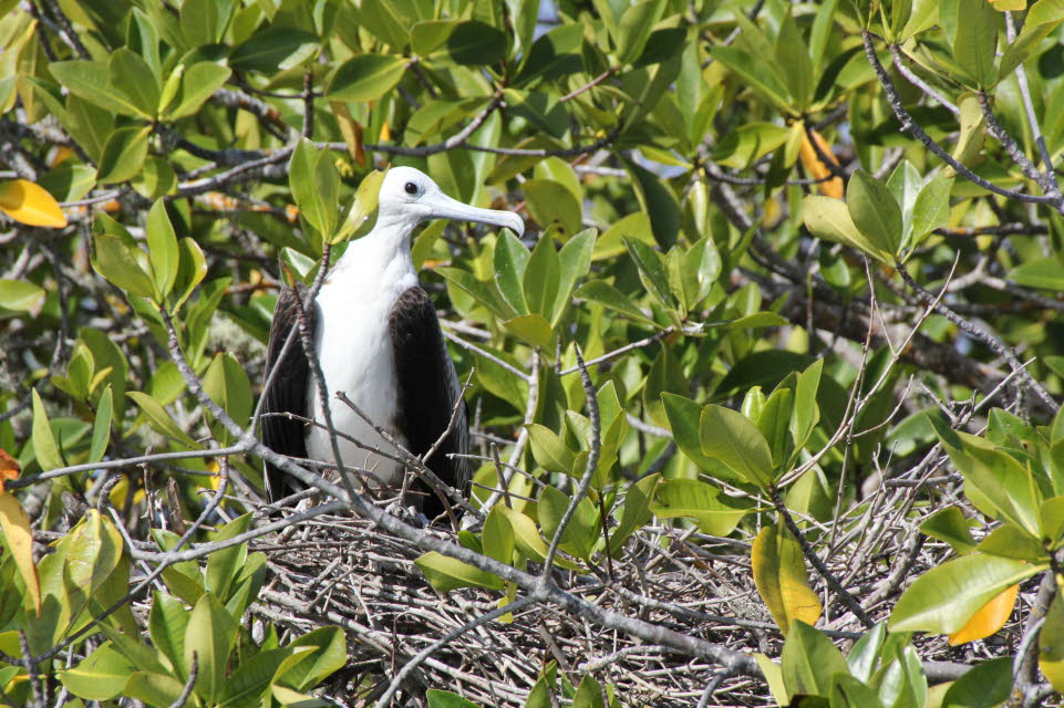 Fregattvogel-Nestling Isabela Island Galapagos