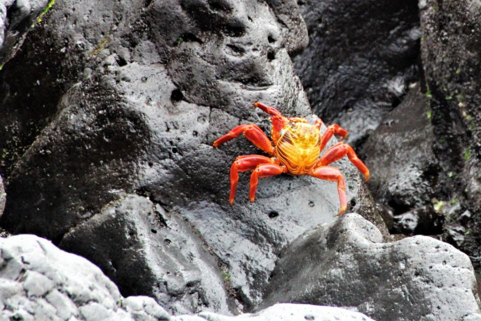 Rote Klippenkrabben kommen an der Pazifikküste Mexikos, Mittelamerikas, Südamerikas (bis in den Norden Perus) und auf den nahegelegenen Inseln, einschließlich der Galapagos-Inseln, vor. Rote Klippenkrabben sind eine typisch geformte Krabbe mit fünf Paar B