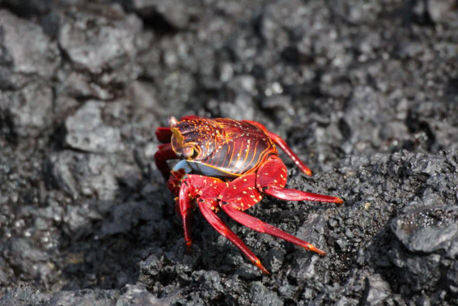 Rote Klippenkrabbe in der Bucht von Puerto Villamil - Isabela Island 