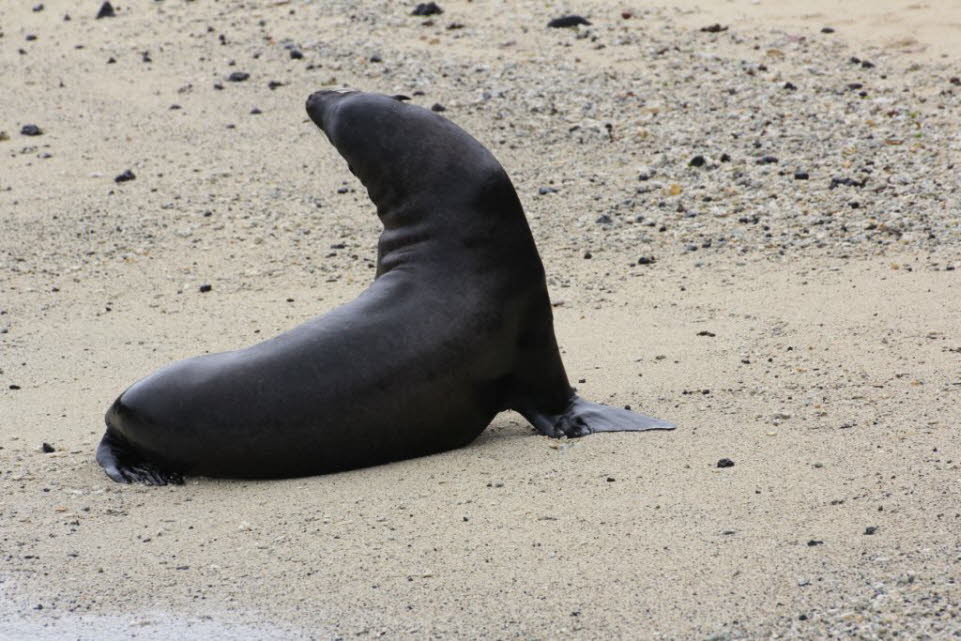Seelöwe Isabela Island:  Erwachsene Männchen, Bullen, sind das Oberhaupt der Kolonie, wachsen bis zu 2 m lang und wiegen bis zu 360 kg. Wenn die Männchen größer werden, kämpfen sie um die Vorherrschaft eines Harems von fünf bis 25 Kühen, zusammen mit dem 