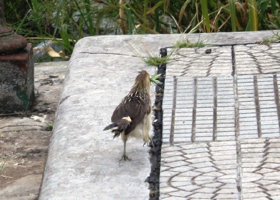 Ein Kuckuck im Puerto Madero