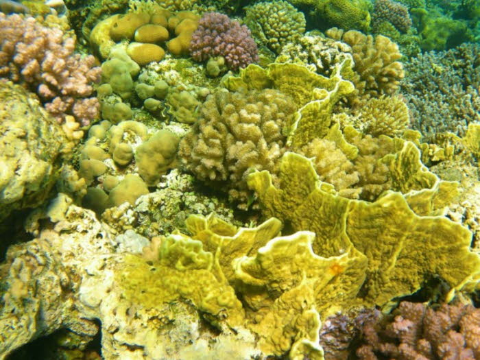 Korallenriffe auf der ganzen Welt haben die schädlichen Auswirkungen des Klimawandels erfahren. Da sich die Erde weiter erwärmt, wurde angenommen, dass Korallenriffe auf der ganzen Welt schließlich verschwinden würden. Kürzlich entdeckten Wissenschaftler 