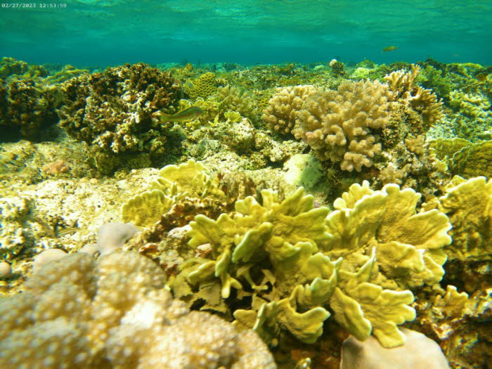 Schäden an den Riffen treten typischerweise auf, wenn die Wassertemperaturen die durchschnittliche Sommerlufttemperatur der Region um 0,5–1,5 °C übersteigen. Insbesondere diese hohen Wassertemperaturen verursachen den Bleichprozess. Das Bleichen schwächt 