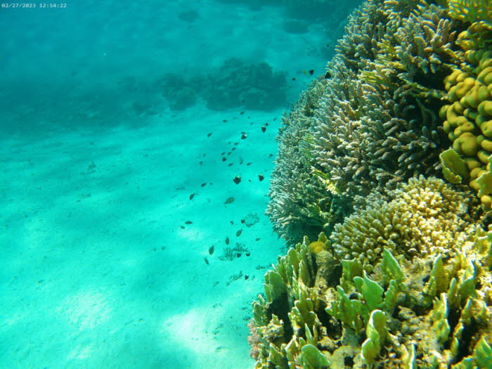 Wissenschaftler untersuchen die einzigartigen Eigenschaften, die Korallenriffe im Roten Meer erworben haben, um festzustellen, was sie von anderen Korallenriffen auf der ganzen Welt unterscheidet im Roten Meer: Eguchipsammia fistula, Dendrophyllia und ein