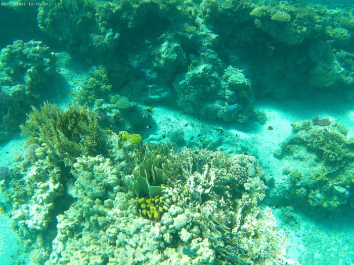 In einer neueren Studie wurde die Korallenart Pocillopora verrucosa in sechs verschiedenen Riffen sowohl in den nördlichen als auch in den südlichen Regionen des Roten Meeres beobachtet. Das Ziel der Forscher war es, die notwendigen biologischen Prozesse 