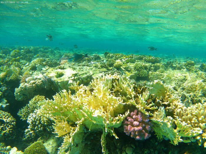 Die Forscher konzentrierten sich auf genetische Aspekte, Verkalkungs- und Atmungsraten sowie Photosyntheseraten jeder Koralle Art. Die Ergebnisse zeigten eine hohe Akklimatisierung an die Wassertemperaturen, die fast 31 °C überstiegen, aber sehr wenig gen