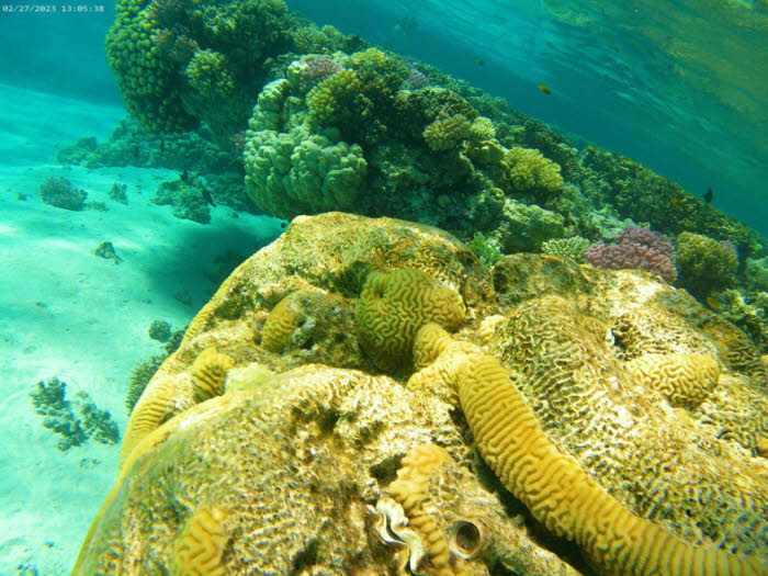 Kleine Sternkoralle - Goniastrea edwardsi: Merkmale: Die Kolonien sind massiv, halbkugelförmig oder säulenförmig und haben oft einen Durchmesser von über einem Meter. Die Koralliten sind nur leicht kantig und haben dicke, abgerundete Wände. Die Septen sin