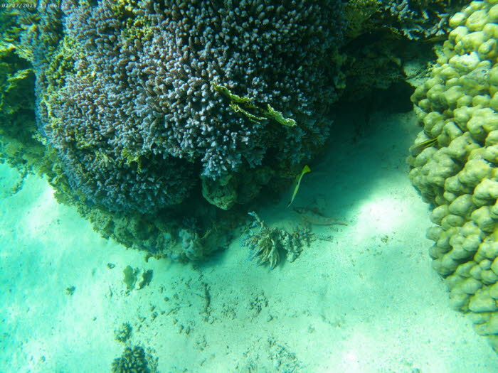 Finger-Koralle - Stylophora subseriata (purpur): Die Kolonien sind klein und bueschlig oder corymbose und bilden kompakte Büsche. Axialkoralliten sind kuppelförmig und kurz, aber auffällig. Radialkoralliten sind dickwandig, kurz und meist angedrückt, werd
