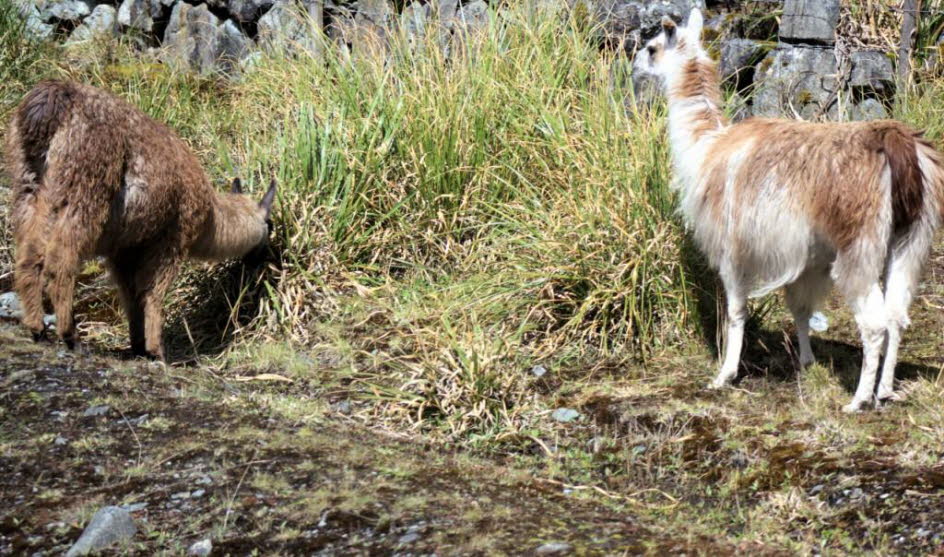 Im Cajas Nationalpark ausgewilderte Lamas: Das Lama ist seit der präkolumbianischen Ära in den Andenkulturen als Fleisch- und Packtier weit verbreitet. Lamas sind sehr soziale Tiere und leben mit anderen als Herde. Ihre Wolle ist sehr weich. Lamas können 