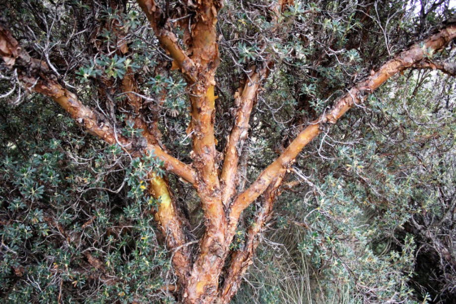 Polylepis-reticulata-Wälder im Cajas Nationalpark Ecuador - Die Gattung Polylepis gehört zur Familie der Rosengewächse (Rosaceae). Das Verbreitungsgebiet der ungefähr 26 Arten erstreckt sich über die südamerikanischen Anden vom nördlichen Venezuela bis in6