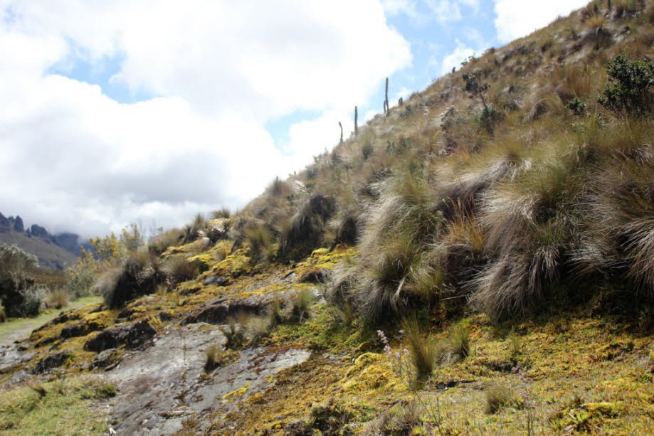 Der Páramo - Cajas Nationalpark Ecuador - Der Páramo ist eine Vegetationsform der Tropen in den Höhenlagen der Gebirge, typisch für die südamerikanischen Anden. Er kommt oberhalb der Waldgrenze zwischen ca. 3200 und 4800 m Höhe in feuchtem Klima vor. Die £