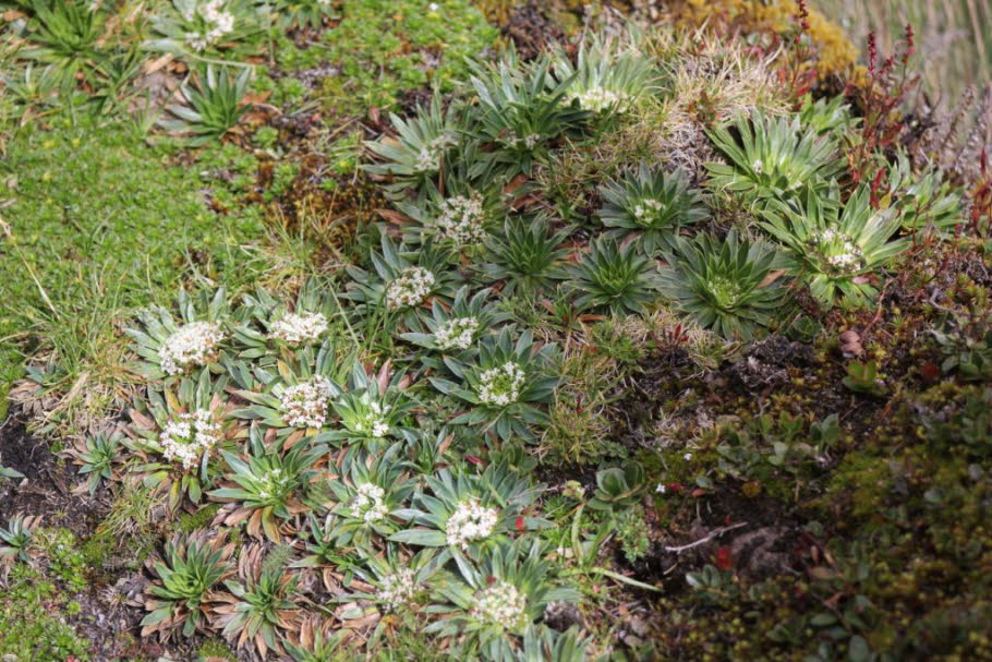 Cajas Nationalpark 